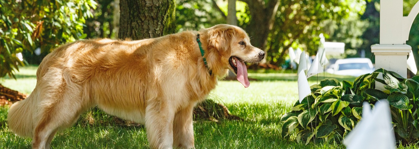 DogWatch of Wisconsin, , Wisconsin | Outdoor Hidden Dog Fences Slider Image