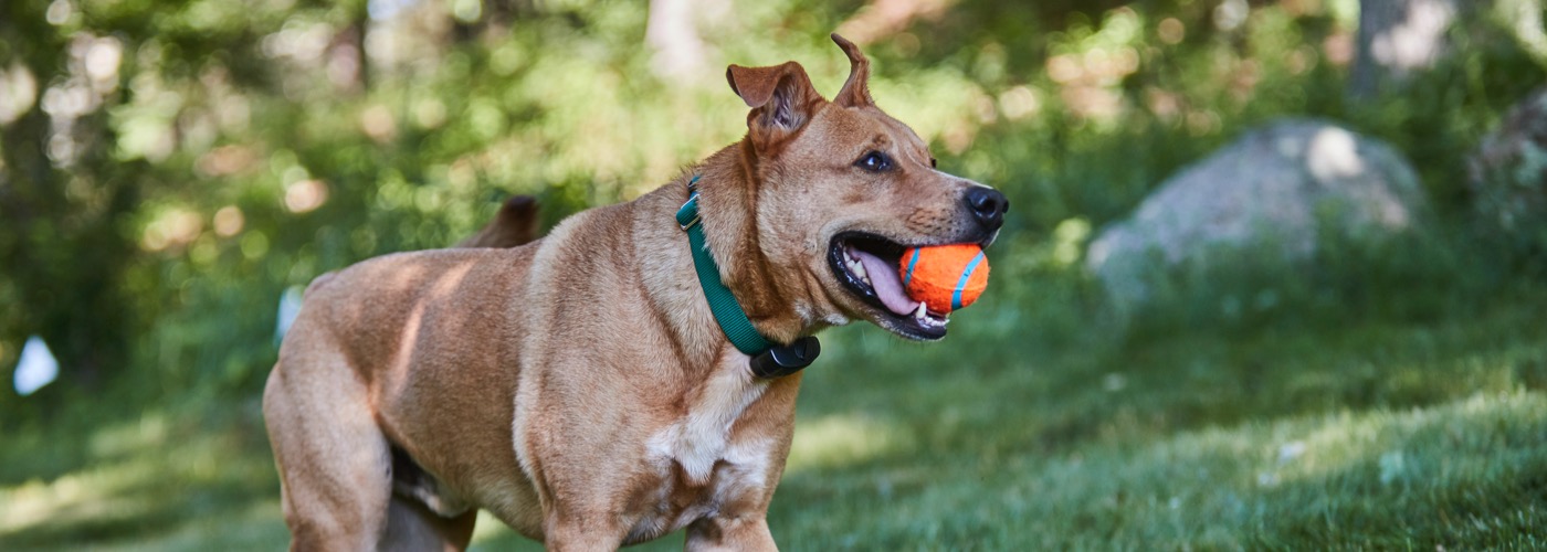 DogWatch of Wisconsin, , Wisconsin | ProFenceX™ Slider Image